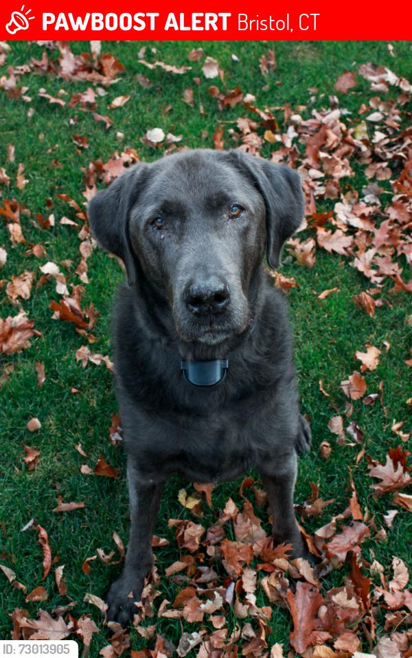 Lost Male Dog last seen Pennwood place/ chippanee golf course, Bristol, CT 06010