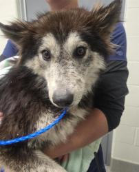 Shelter Stray Female Dog last seen AUBURN AIRPORT, 11232 B Ave, Auburn, CA 95603, USA