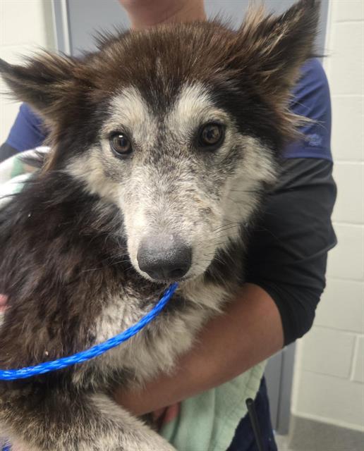 Shelter Stray Female Dog last seen AUBURN AIRPORT, 11232 B Ave, Auburn, CA 95603, USA