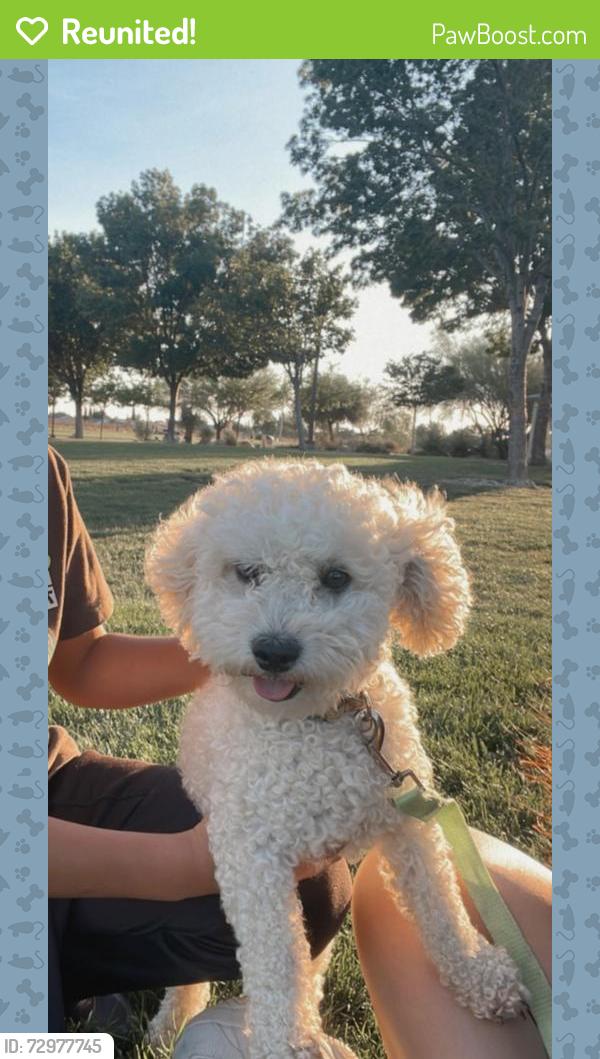 Reunited Male Dog last seen La mesa and sundown rd  in Victorville ca , Victorville, CA 92392
