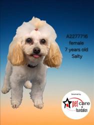 Shelter Stray Female Dog last seen , 3201 Lacy St, Los Angeles, CA 90031, USA
