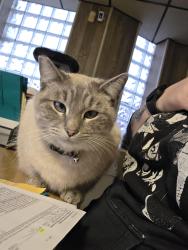 Lost Female Cat last seen Planet Motors LLC, Youngstown, OH 44505