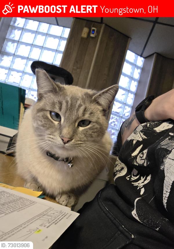 Lost Female Cat last seen Planet Motors LLC, Youngstown, OH 44505