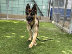 Shelter Stray Male Dog last seen , 3201 Lacy St, Los Angeles, CA 90031, USA