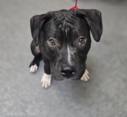 Shelter Stray Male Dog last seen , 3201 Lacy St, Los Angeles, CA 90031, USA