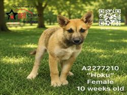 Shelter Stray Female Dog last seen , 3201 Lacy St, Los Angeles, CA 90031, USA