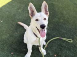 Shelter Stray Male Dog last seen , 3201 Lacy St, Los Angeles, CA 90031, USA