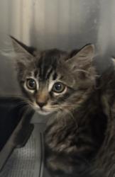 Shelter Stray Female Cat last seen , 3201 Lacy St, Los Angeles, CA 90031, USA