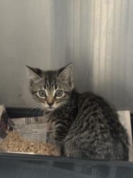 Shelter Stray Male Cat last seen , 3201 Lacy St, Los Angeles, CA 90031, USA