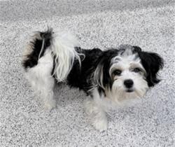 Shelter Stray Female Dog last seen , 3201 Lacy St, Los Angeles, CA 90031, USA