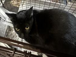 Shelter Stray Female Cat last seen , 3201 Lacy St, Los Angeles, CA 90031, USA
