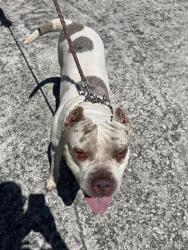 Shelter Stray Female Dog last seen Near BLOCK NE 149TH ST, 3599 NW 79th Ave, Doral, FL 33122, USA