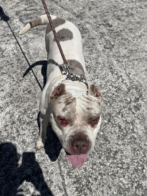 Shelter Stray Female Dog last seen Near BLOCK NE 149TH ST, 3599 NW 79th Ave, Doral, FL 33122, USA