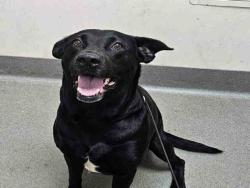 Shelter Stray Female Dog last seen IN OAK KNOLL PRK, 2481 Palomar Airport Rd, Carlsbad, CA 92011, USA