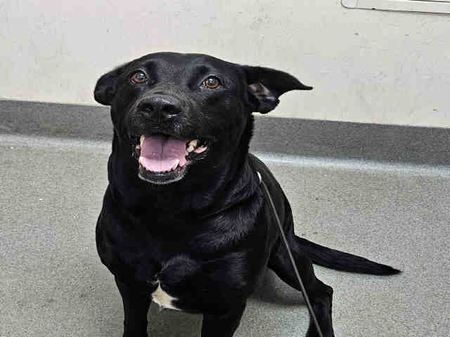 Shelter Stray Female Dog last seen IN OAK KNOLL PRK, 2481 Palomar Airport Rd, Carlsbad, CA 92011, USA