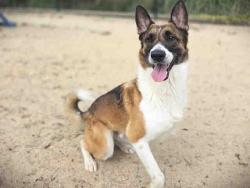 Shelter Stray Male Dog last seen EAST BRADLEY AVENUE, 2481 Palomar Airport Rd, Carlsbad, CA 92011, USA
