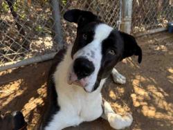 Shelter Stray Male Dog last seen SIERRA ROJO RD X LILAC RD, 2481 Palomar Airport Rd, Carlsbad, CA 92011, USA