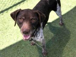 Shelter Stray Male Dog last seen FOUND ON D ST, 2481 Palomar Airport Rd, Carlsbad, CA 92011, USA
