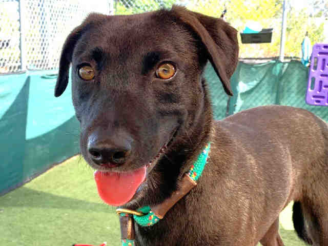 Shelter Stray Male Dog last seen FOUND ON D ST, 2481 Palomar Airport Rd, Carlsbad, CA 92011, USA
