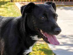 Shelter Stray Female Dog last seen FOUND ON D ST, 2481 Palomar Airport Rd, Carlsbad, CA 92011, USA