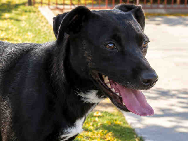 Shelter Stray Female Dog last seen FOUND ON D ST, 2481 Palomar Airport Rd, Carlsbad, CA 92011, USA
