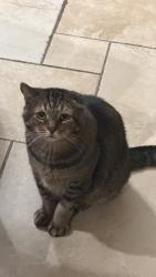 Lost Male Cat last seen This is my home, Champaign, IL 61822