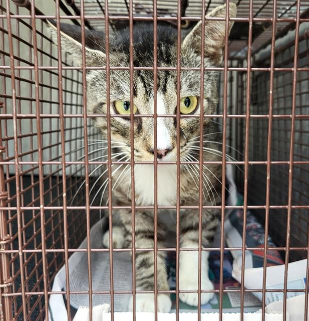 Shelter Stray Male Cat last seen TNR EXACT - 2415 BENRUS BLVD, 4710 TX-151, San Antonio, TX 78227, USA