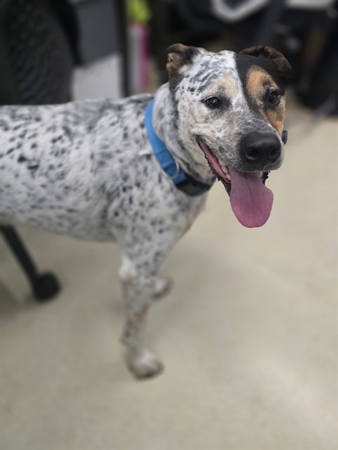 Shelter Stray Male Dog last seen 1ST AVE & PROVENCE 91911, 130 Beyer Way, Chula Vista, CA 91911, USA