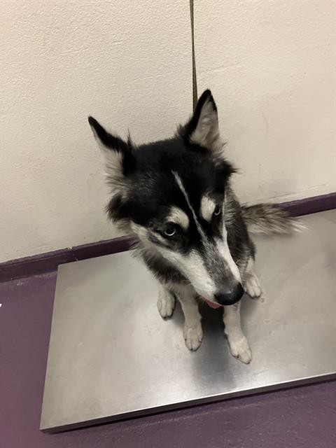 Shelter Stray Unknown Dog last seen Near BLOCK HARVEY WAY, 7700 E Spring St, Long Beach, CA 90815, USA