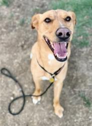 Shelter Stray Male Dog last seen Near BLOCK ARMSTRONG, 3528 Newburg Rd, Louisville, KY 40218, USA