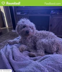 Reunited Male Dog last seen Willowee and Ebert, Winston-Salem, NC 27127