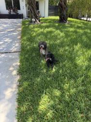 Found/Stray Male Dog last seen Near NMB Police Department, North Miami Beach, FL 33162