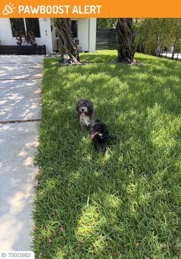 Found/Stray Male Dog last seen Near NMB Police Department, North Miami Beach, FL 33162