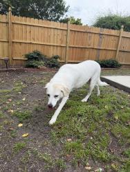 Reunited Female Dog last seen Back yard , Wilmington, NC 28411