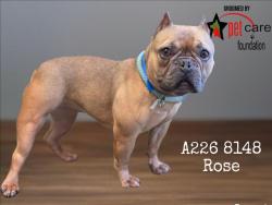 Shelter Stray Female Dog last seen , 1850 W 60th St, Los Angeles, CA 90047, USA