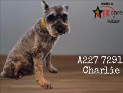 Shelter Stray Male Dog last seen , 1850 W 60th St, Los Angeles, CA 90047, USA