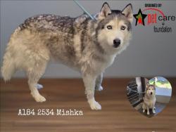 Shelter Stray Female Dog last seen , 1850 W 60th St, Los Angeles, CA 90047, USA