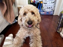 Reunited Male Dog last seen Guy Emmanuel Elementary , Union City, CA 94587