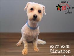 Shelter Stray Female Dog last seen , 1850 W 60th St, Los Angeles, CA 90047, USA
