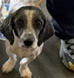 Shelter Stray Male Dog last seen , 1850 W 60th St, Los Angeles, CA 90047, USA