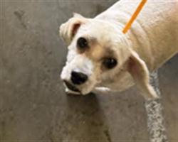 Shelter Stray Female Dog last seen , 1850 W 60th St, Los Angeles, CA 90047, USA