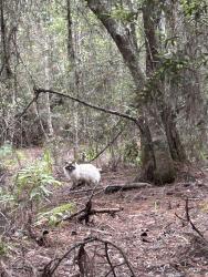 Reunited Unknown Cat last seen In the woods between Greenleaf and Reserve apmts , Valley Ridge Blvd, FL 32081