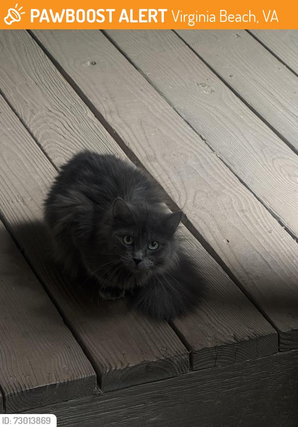 Found/Stray Unknown Cat last seen Hot tuna, Virginia Beach, VA 23451