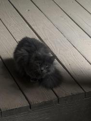 Found/Stray Unknown Cat last seen Hot tuna, Virginia Beach, VA 23451