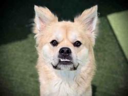 Shelter Stray Male Dog last seen BEAR VALLEY PKWY, 5821 Sweetwater Rd, Bonita, CA 91902, USA