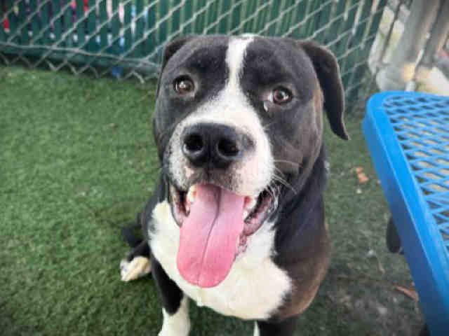 Shelter Stray Male Dog last seen MARATHON PKWY, 5821 Sweetwater Rd, Bonita, CA 91902, USA