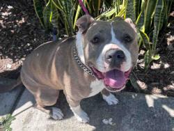 Shelter Stray Female Dog last seen WORTHINGTON, 5821 Sweetwater Rd, Bonita, CA 91902, USA