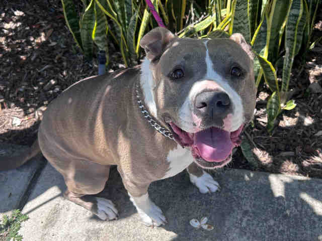 Shelter Stray Female Dog last seen WORTHINGTON, 5821 Sweetwater Rd, Bonita, CA 91902, USA