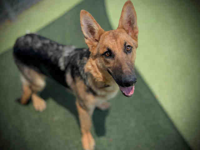 Shelter Stray Female Dog last seen , 5821 Sweetwater Rd, Bonita, CA 91902, USA