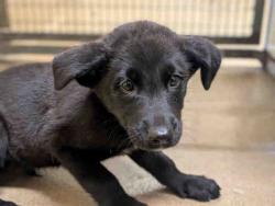 Shelter Stray Male Dog last seen , 5821 Sweetwater Rd, Bonita, CA 91902, USA
